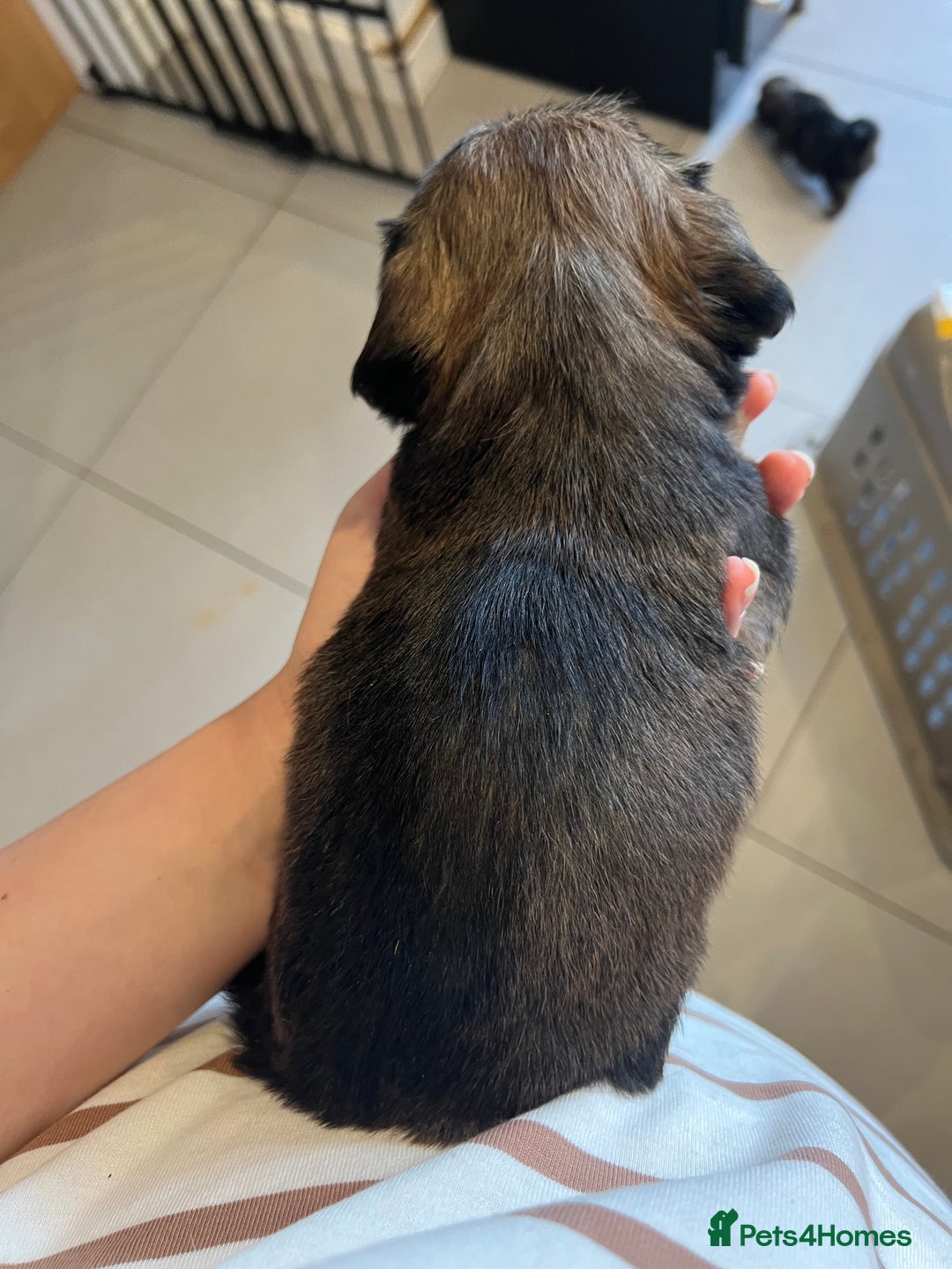 Mixed Breed dogs for sale: Chihuahua cross terrier puppies  - Image 10