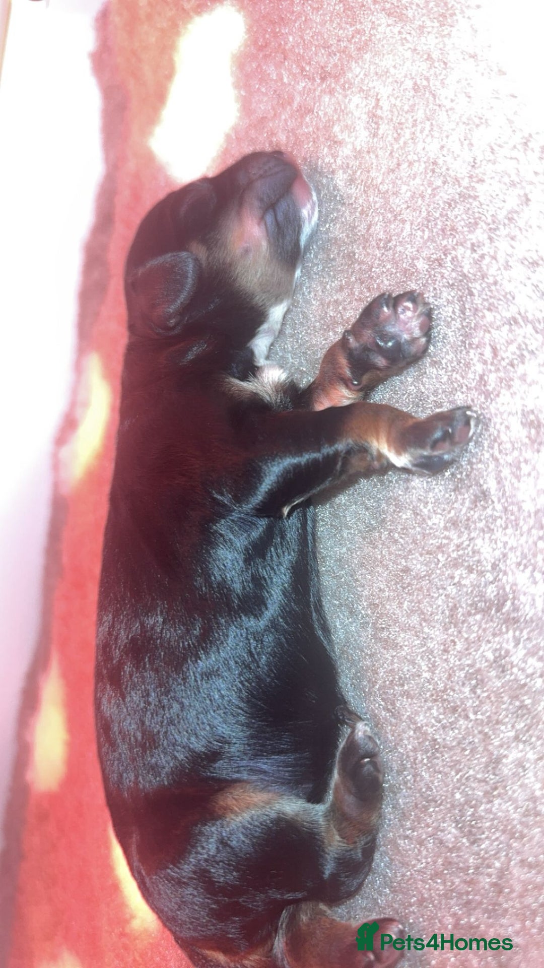 Cockapoo dogs for sale: CHAMPION COCKAPOO - Advert 11