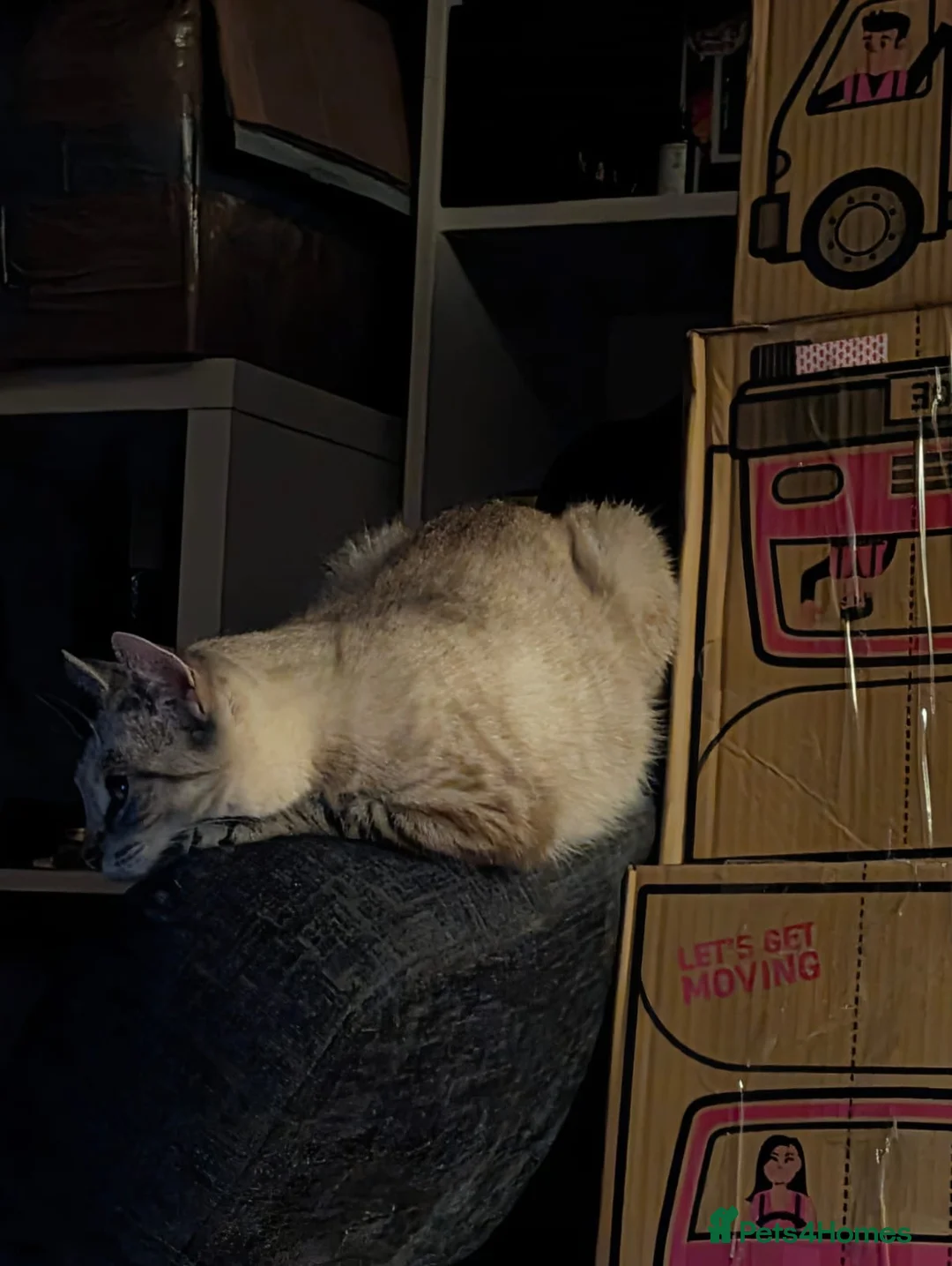 Bombay cats for sale: 🌸 Female Cat Looking for a New Home 🌸 - Advert 9