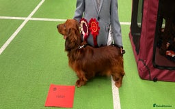 Miniature Dachshund dogs for stud: Miniature long hair(crufts qualified for life) in Bridge of Weir - Image 6
