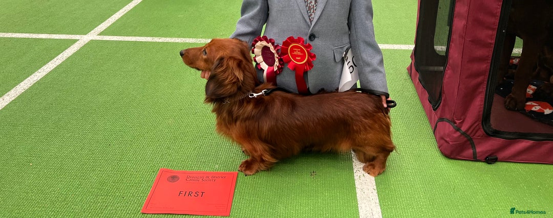 Miniature Dachshund dogs for stud: Miniature long hair(crufts qualified for life) in Bridge of Weir - Image 6