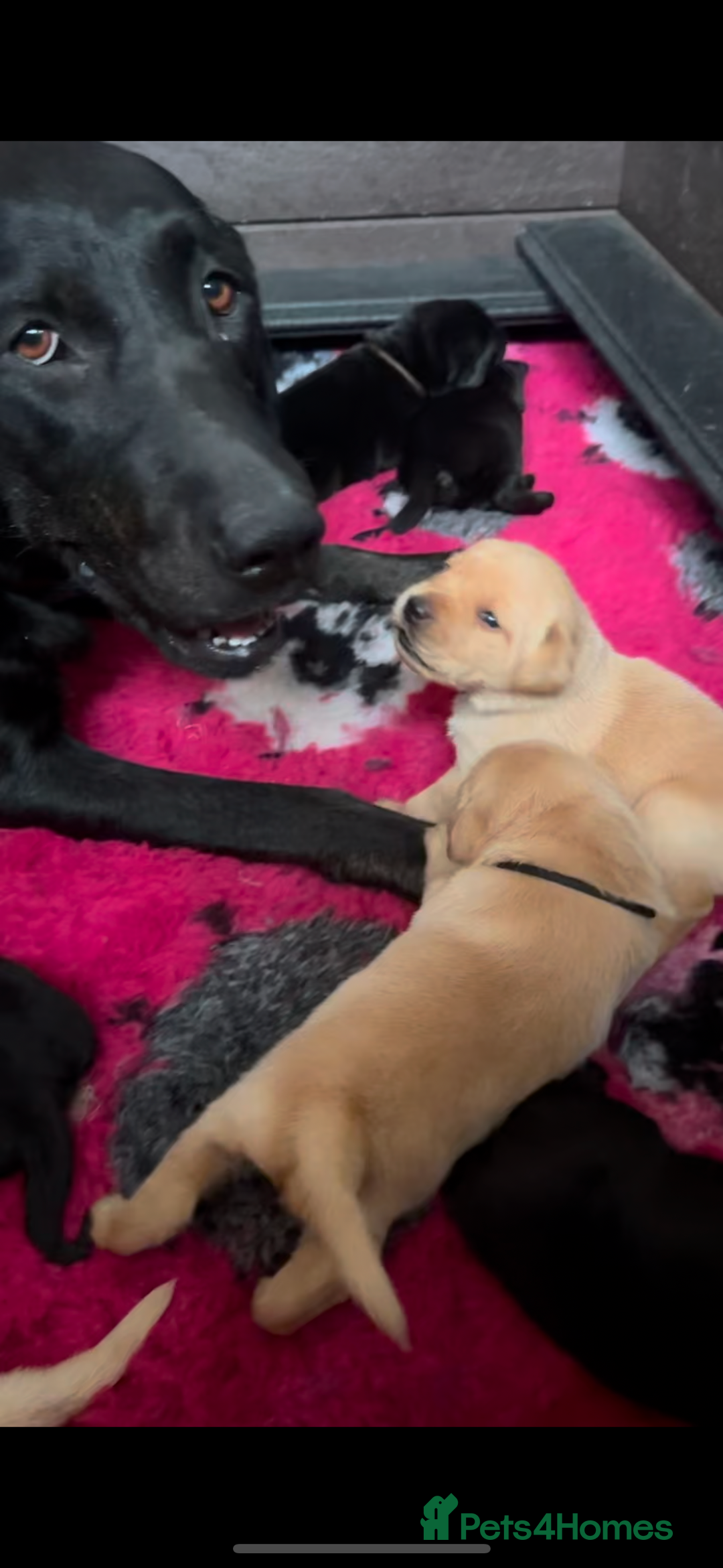 Labrador Retriever dogs for sale: Stunning KC Registered FoxRed/Black Labrador Pups  - Image 8