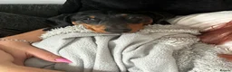 Miniature Dachshund dogs for stud: Miniature Dachshund stud in Bracknell - Advert 7