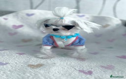 Maltese dogs for sale: 🩵Most Beautiful Full Korean Maltese 🩵 - Image 3