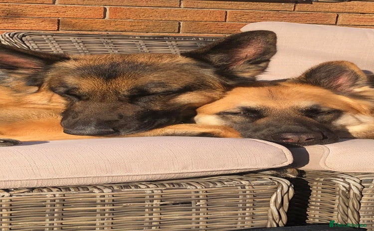 German Shepherd dogs - Advert 1