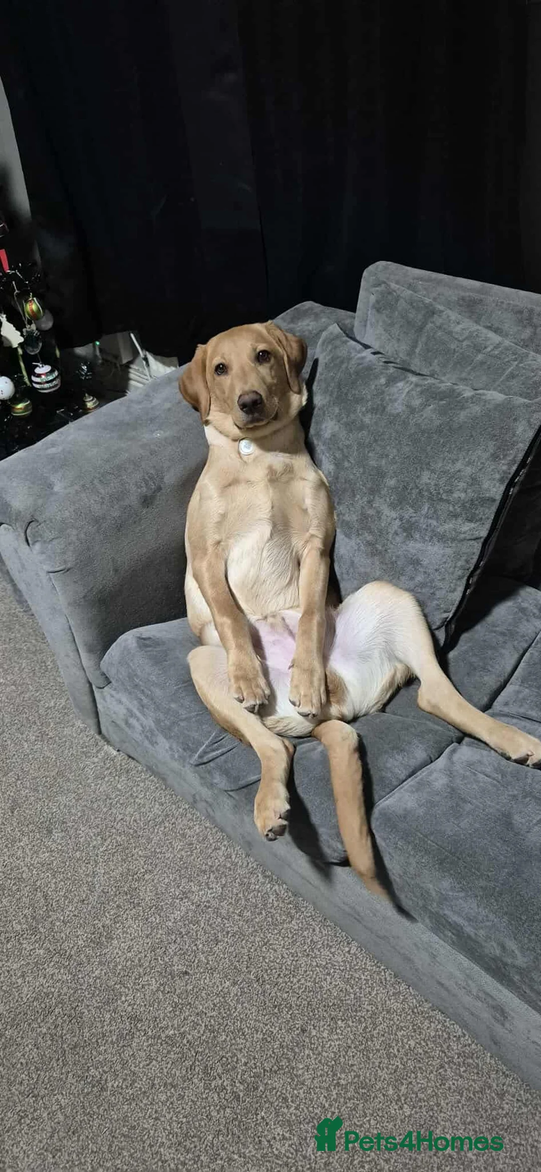 Labrador Retriever dogs for sale: Male 9 month labrador - Advert 9