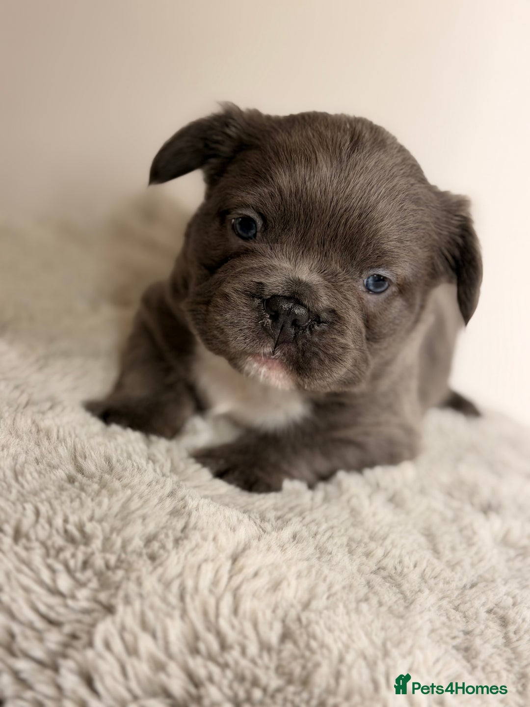 French Bulldog dogs for sale: Full visual outstanding fluffy frenchies - Advert 7