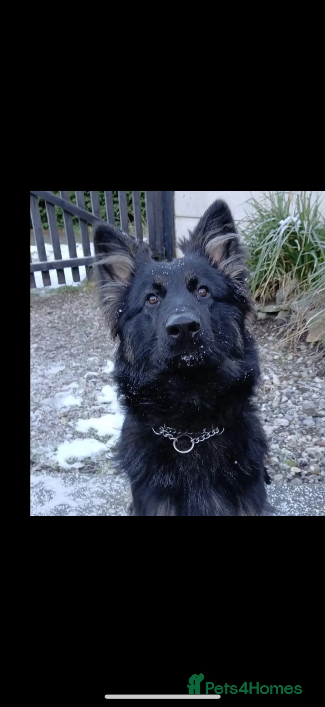 German Shepherd dogs for sale: Male 2 year old German shepherd  in Nantwich - Advert 1