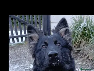 German Shepherd dogs Male 2 year old German shepherd - Advert 1