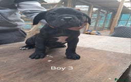 Cane Corso dogs for sale: Cane Corso Puppies - Advert 6