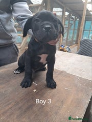 Cane Corso Puppy 3