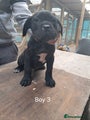 Cane Corso Puppy 3