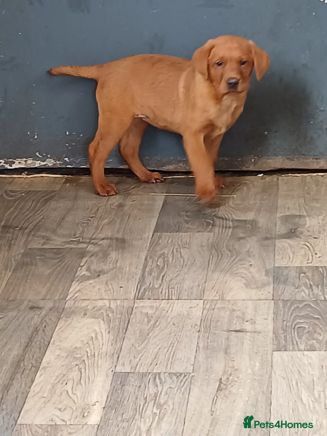 Labrador Retriever dogs for sale: LABRADOR PUPPIES - FOX RED - Advert 17
