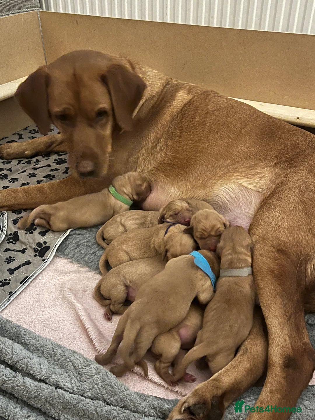 Labrador Retriever dogs for sale: KC REGISTERED, HEALTH TESTED FOX RED LABRADORS - Advert 3