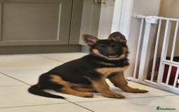 German Shepherd dogs for stud: Top Quality Import Stud 🏆 Health Teased Clear  - Image 5