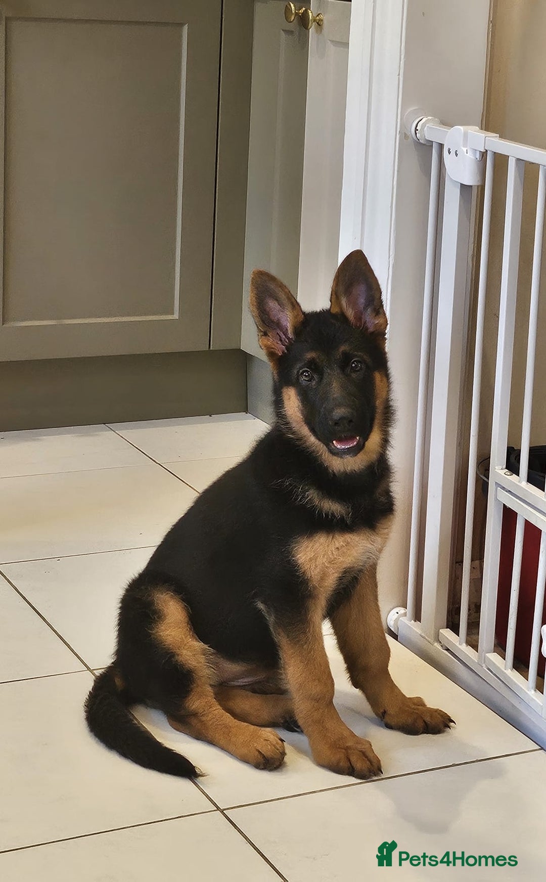 German Shepherd dogs for stud: Top Quality Import Stud 🏆 Health Teased Clear  - Image 5