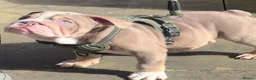 English Bulldog dogs for sale: Gorgeous Lilac English Bulldog Puppy - Advert 5