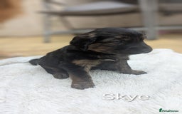 Mixed Breed dogs for sale: 4 girls available end of October  - Image 7