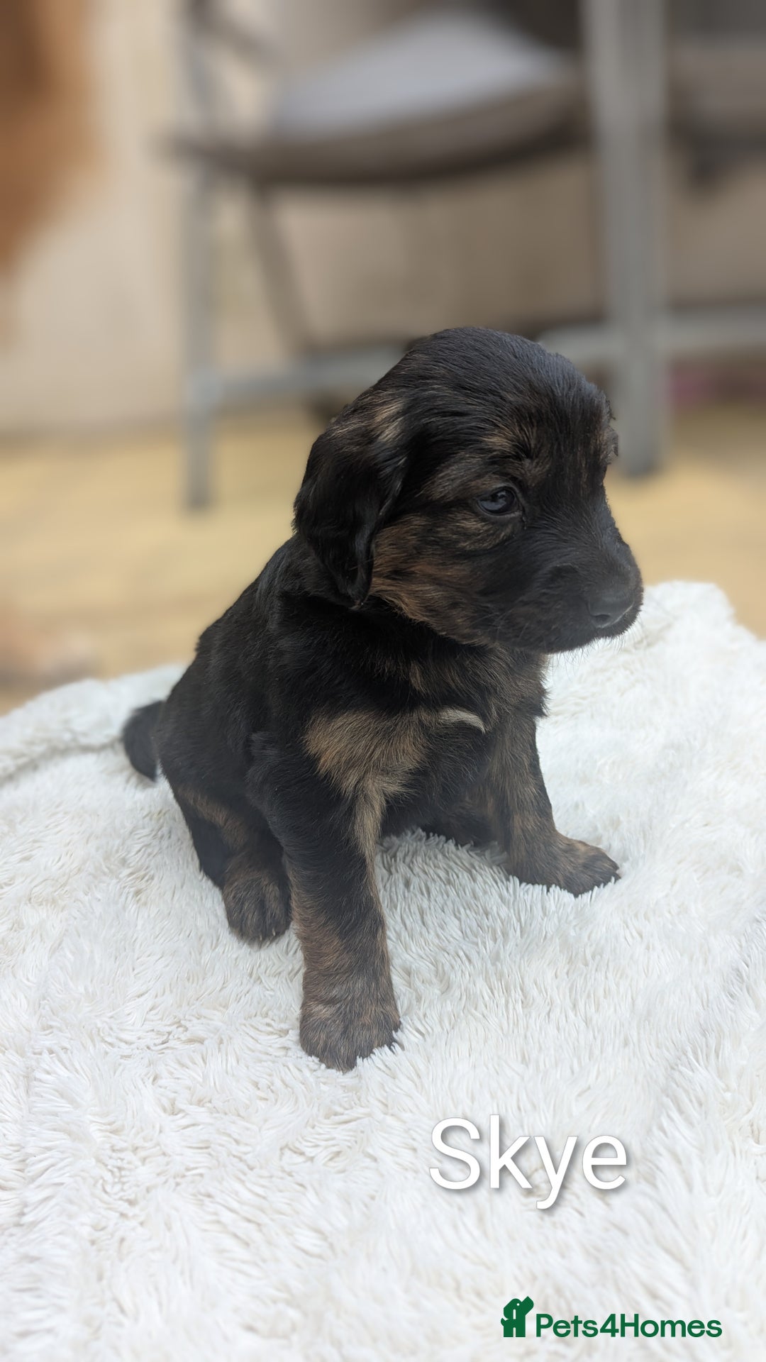 Mixed Breed dogs for sale: 4 girls available end of October  - Image 7