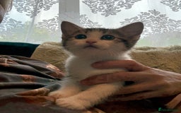 Siberian cats for sale: Last Stunning siberian cross kitten in Manchester - Image 1