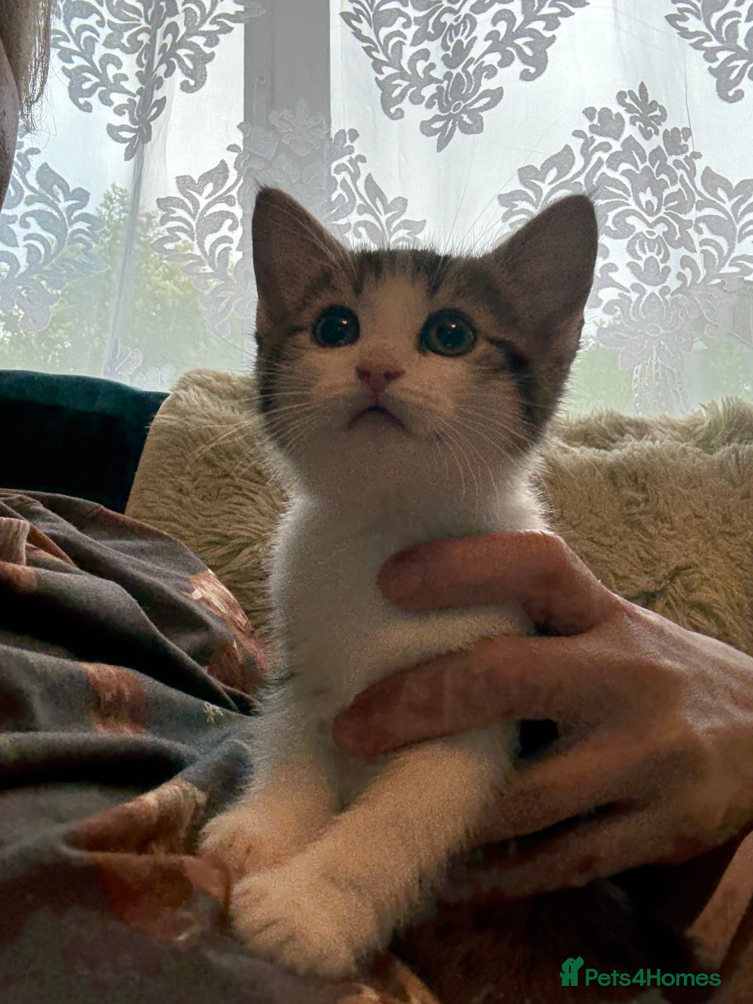 Siberian cats for sale: Last Stunning siberian cross kitten in Manchester - Image 1