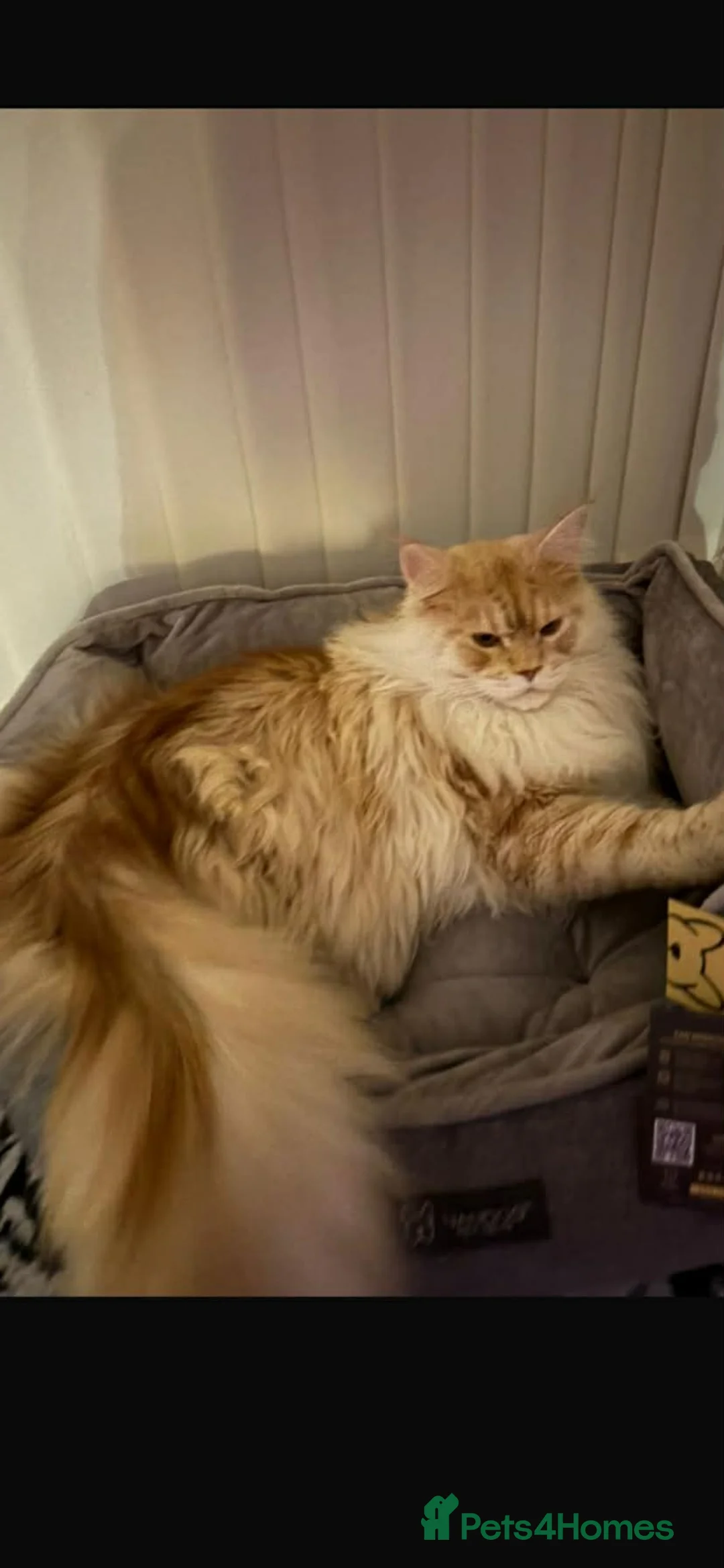 Maine Coon cats for sale: XXL Exceptional Pedigree Kittens Russian line - Advert 3