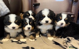 Bernese Mountain Dog dogs for sale: KC Registered BMD Available  - Image 15