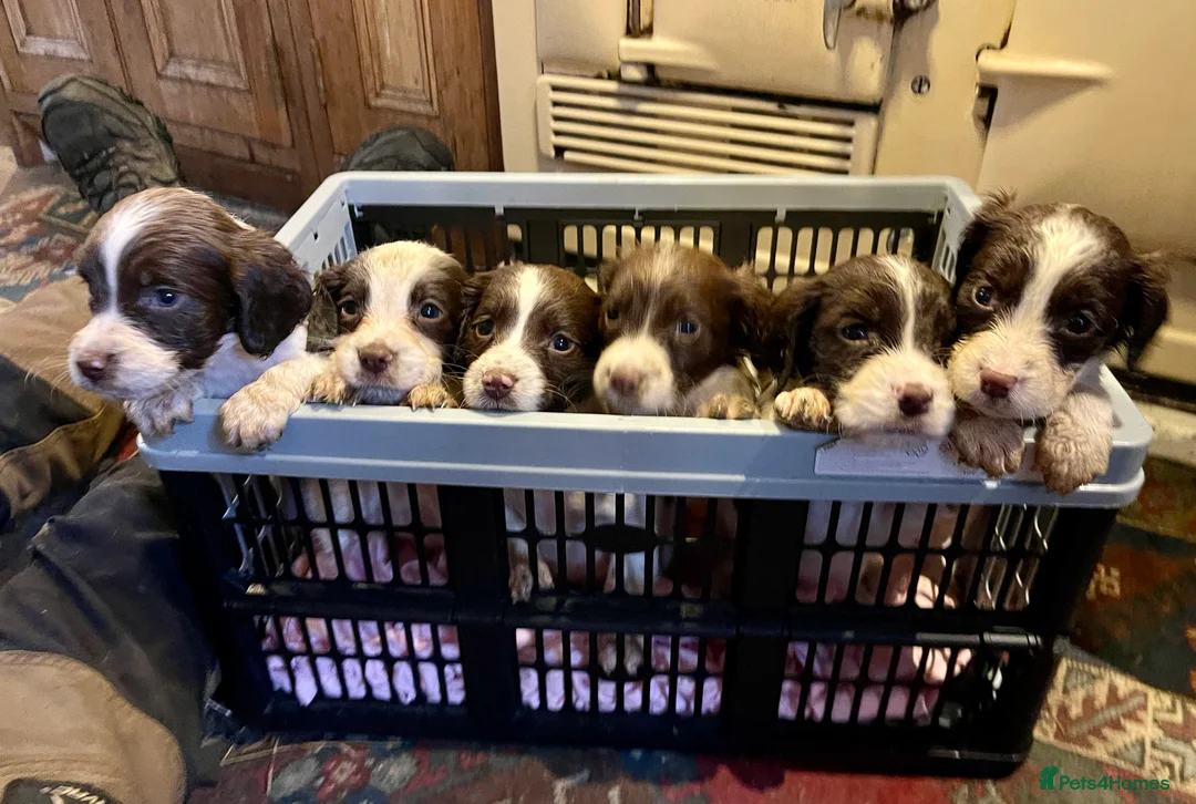English Springer Spaniel dogs for sale: Spring into Spring with a lovely Springer - Advert 1