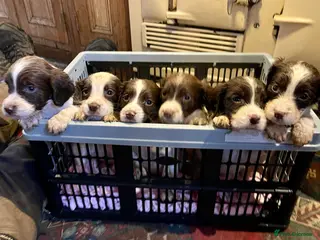 English Springer Spaniel dogs Spring into Spring with a lovely Springer - Advert 3