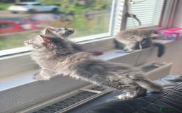 Maine Coon cats for sale: Maine Coon Kittens Ready for Their Forever Homes - Image 6