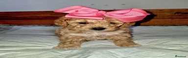 Poochon 1