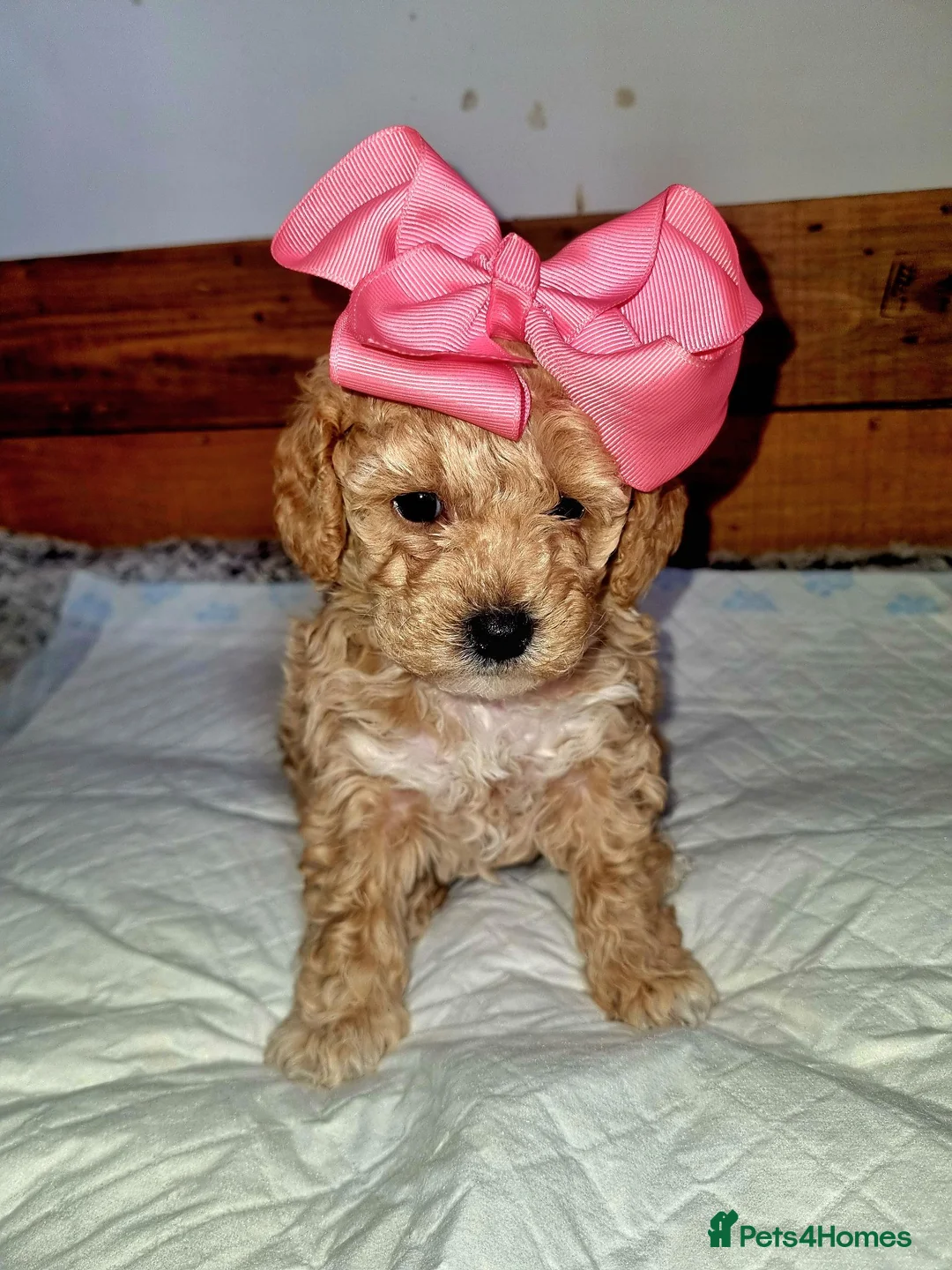 Poochon dogs for sale: Beautiful little toy poochon puppies  - Advert 2