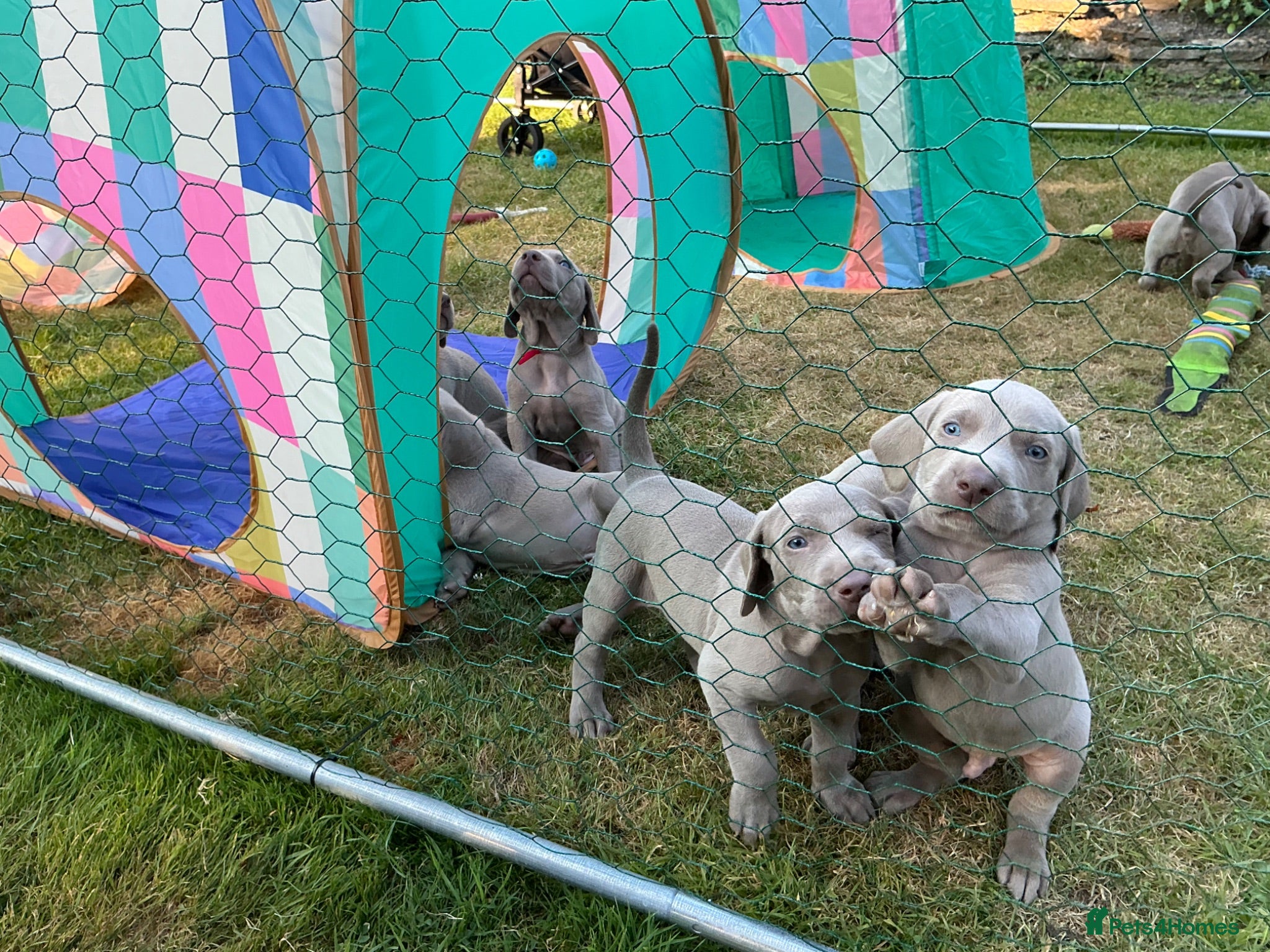 Weimaraner dogs Weimaraner puppies KC registered - Advert 1