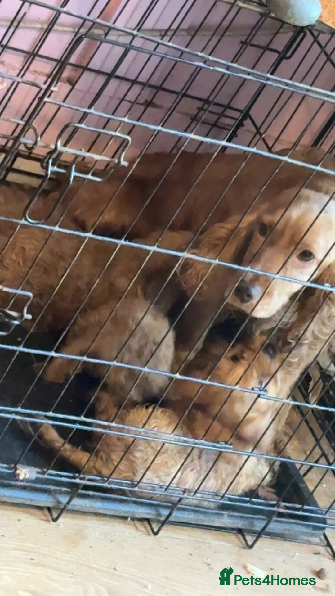 Cockapoo dogs for sale: 5 beautiful f1 Cockapoo puppy’s  - Advert 14