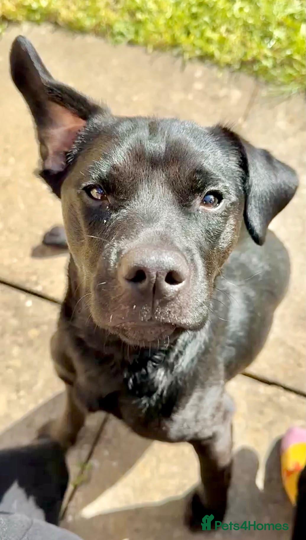 Mixed Breed dogs 💙Tommy💙-20 months old, small/lower-medium boy - Advert 2
