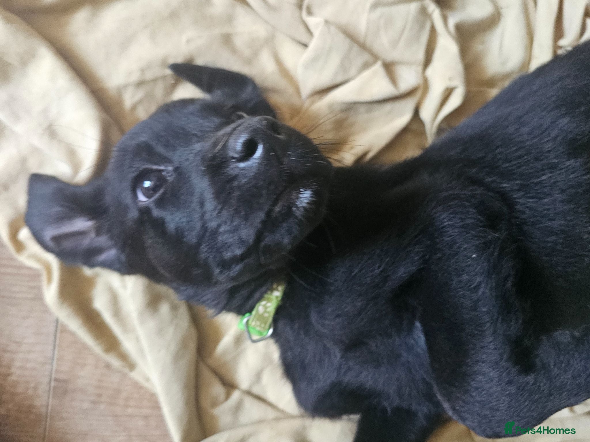 Labrador Retriever dogs **REDUCED**  Gorgeous Black Labrador Puppies - Advert 15