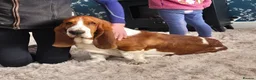 Basset Hound dogs for sale: KC BASSET HOUND PUPPIES HEALTH TESTED PARENTS  - Advert 1