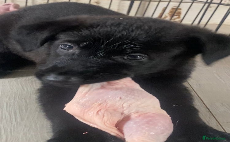 Mixed Breed dogs for sale - Advert 2