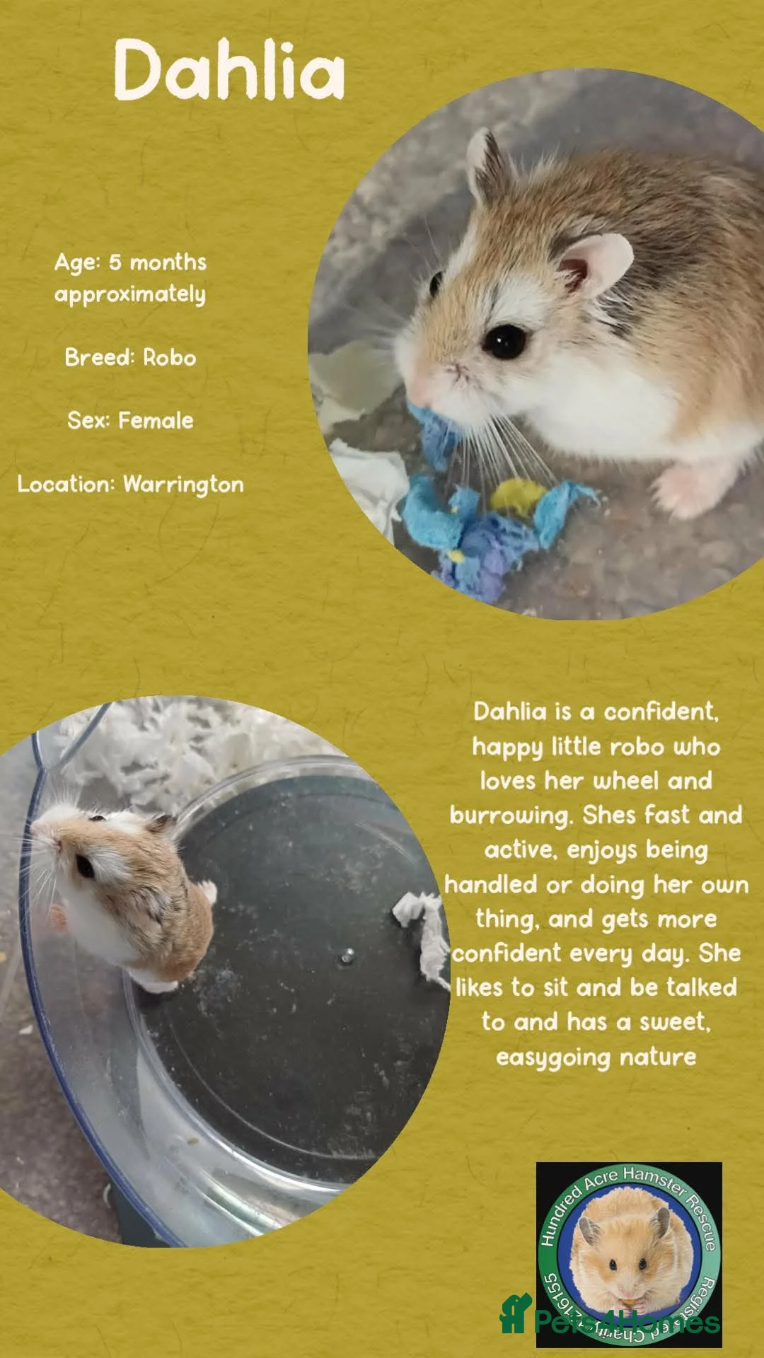 Hamster rodents for sale: Hamster  - Advert 2