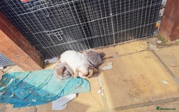 Mini Lop rabbits for sale: Female bonded rabbits  - Image 3