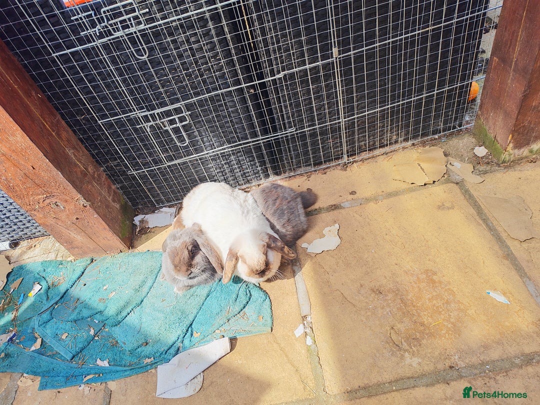 Mini Lop rabbits for sale: Female bonded rabbits  - Image 3
