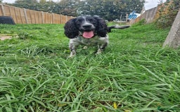 English Springer Spaniel dogs for sale: Rehoming pure bred english springer spaniel  - Image 1