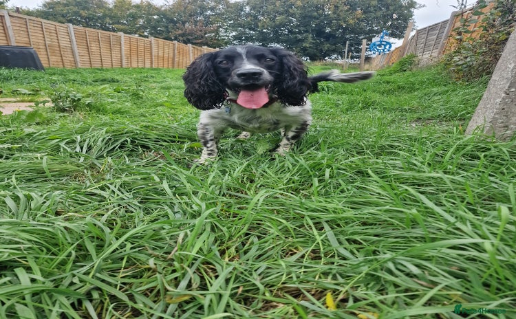 English Springer Spaniel dogs - Advert 1