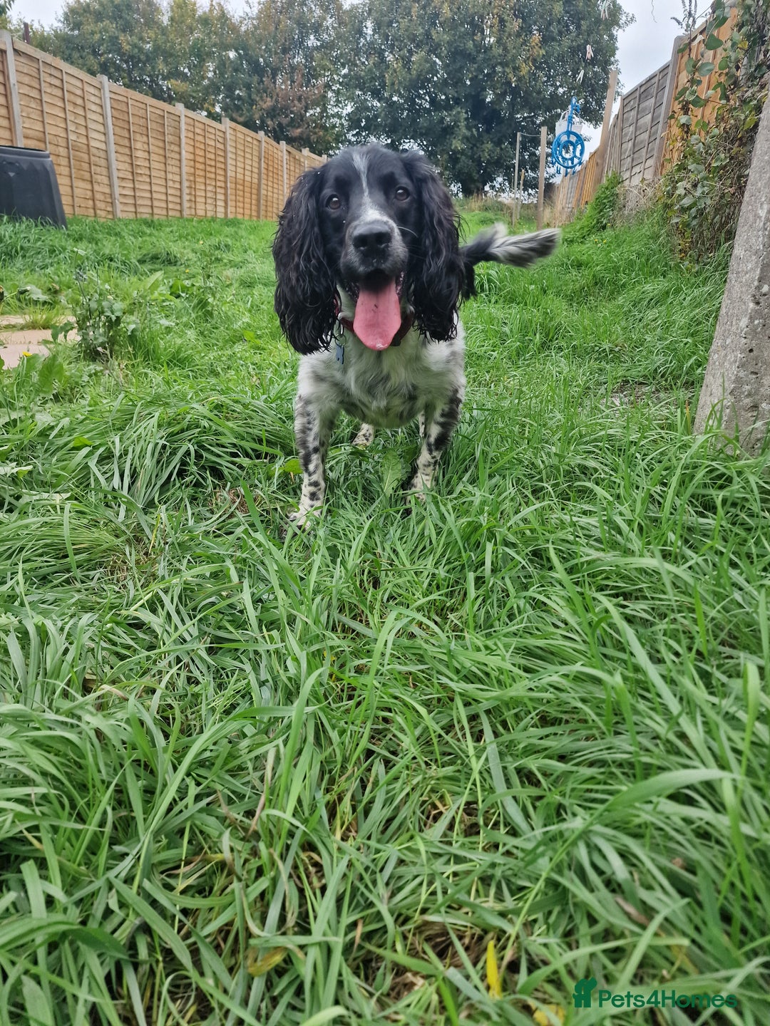 English Springer Spaniel dogs for sale: Rehoming pure bred english springer spaniel  - Image 1