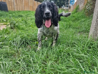 English Springer Spaniel dogs - Advert 8