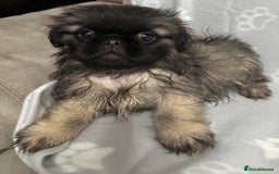 Mixed Breed dogs for sale: 4 fully vaccinated Tiny Pugingeses left  - Image 1