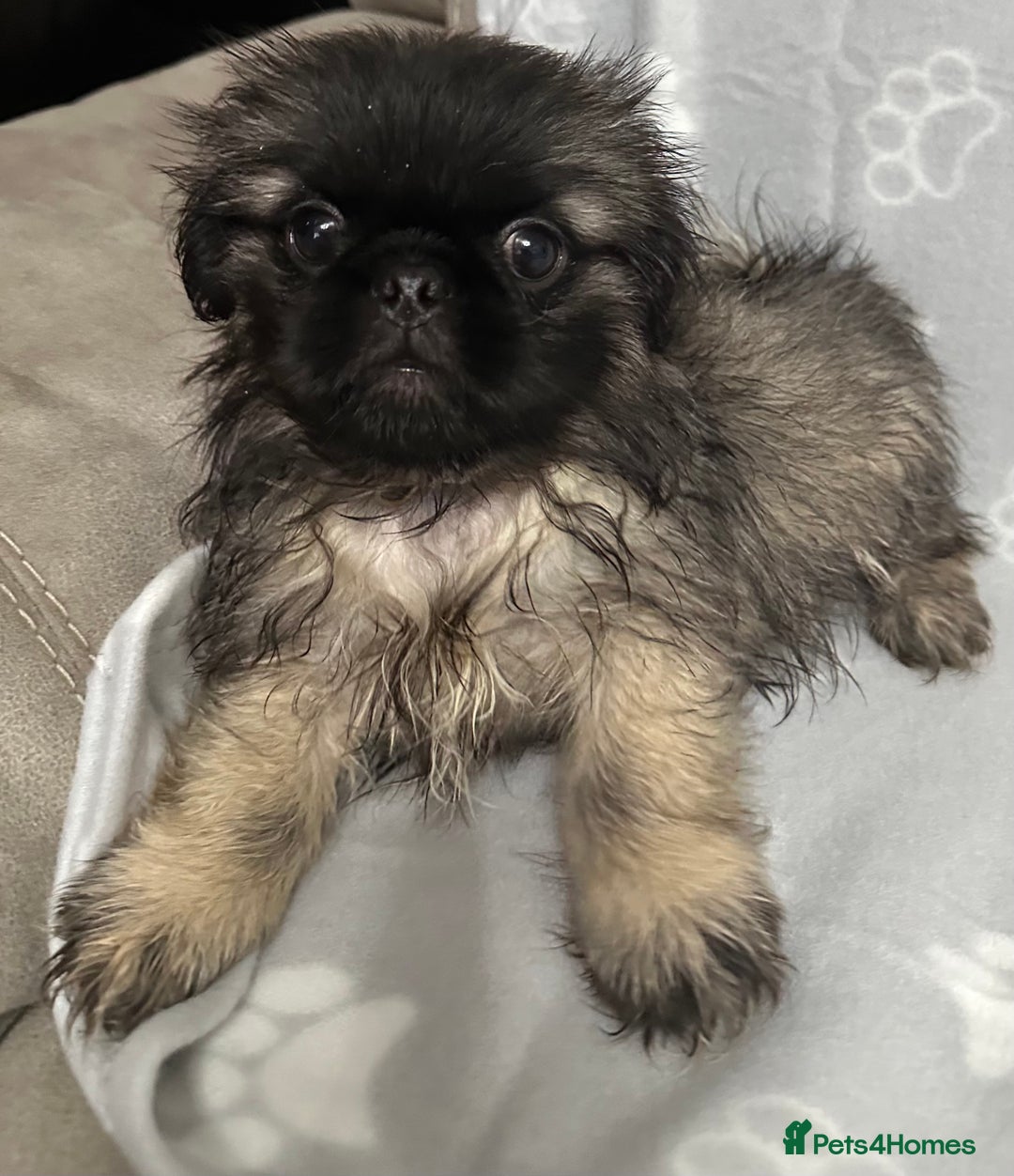 Mixed Breed dogs for sale: 4 fully vaccinated Tiny Pugingeses left  - Image 1