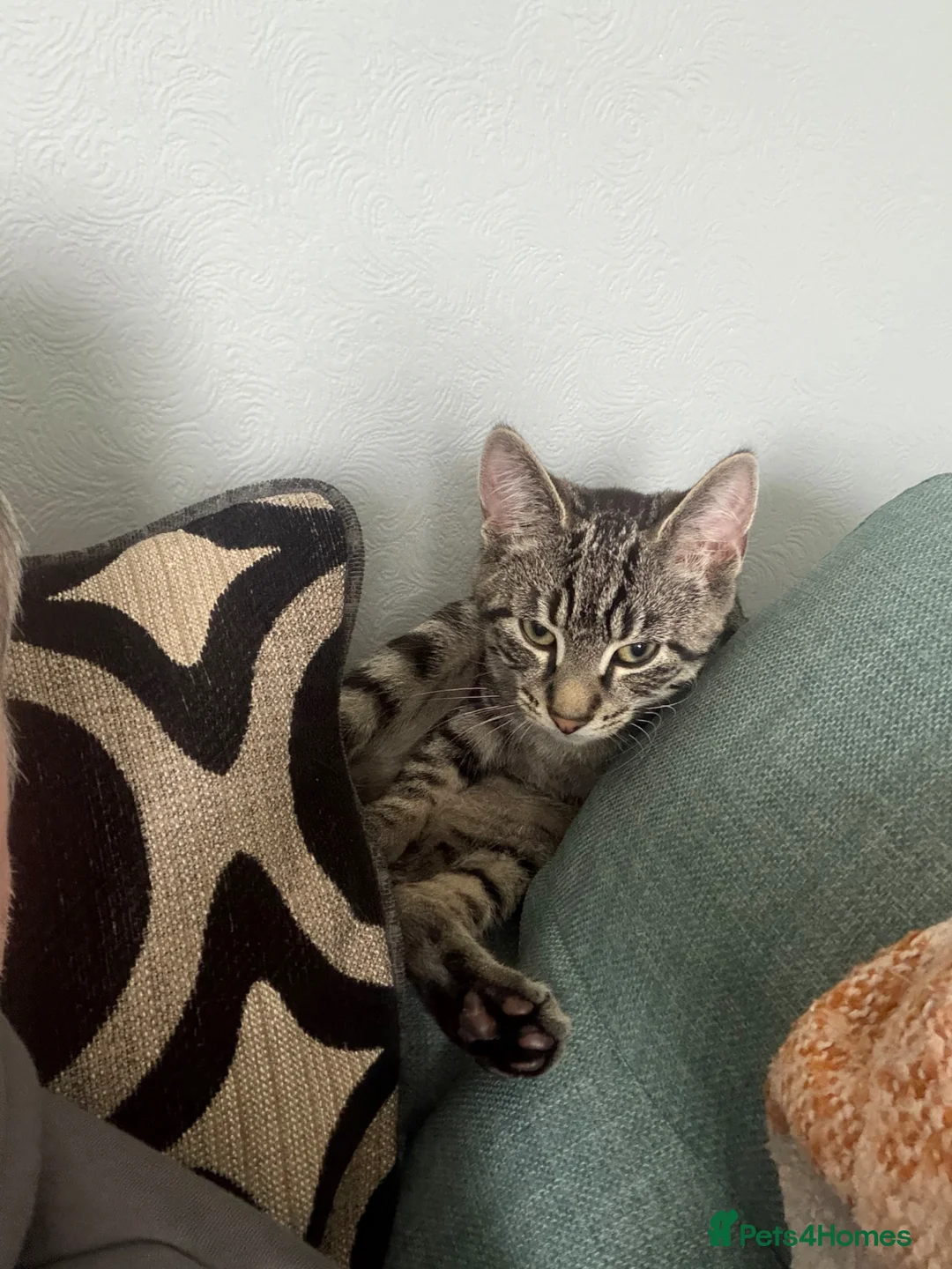 Domestic Shorthair cats for sale: 16 week old kitten to rehome unfortunately  - Advert 3