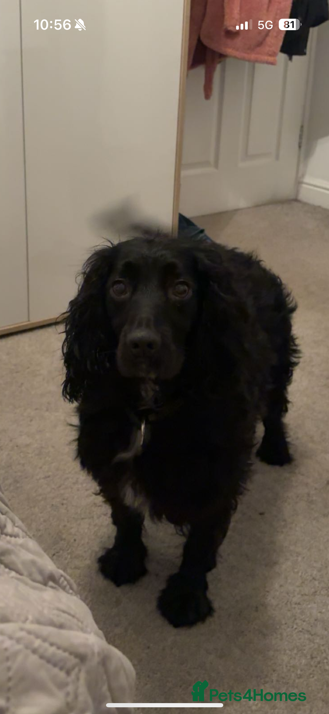 Cocker Spaniel dogs for sale: Make Cocker spaniel 3 year old  - Advert 4