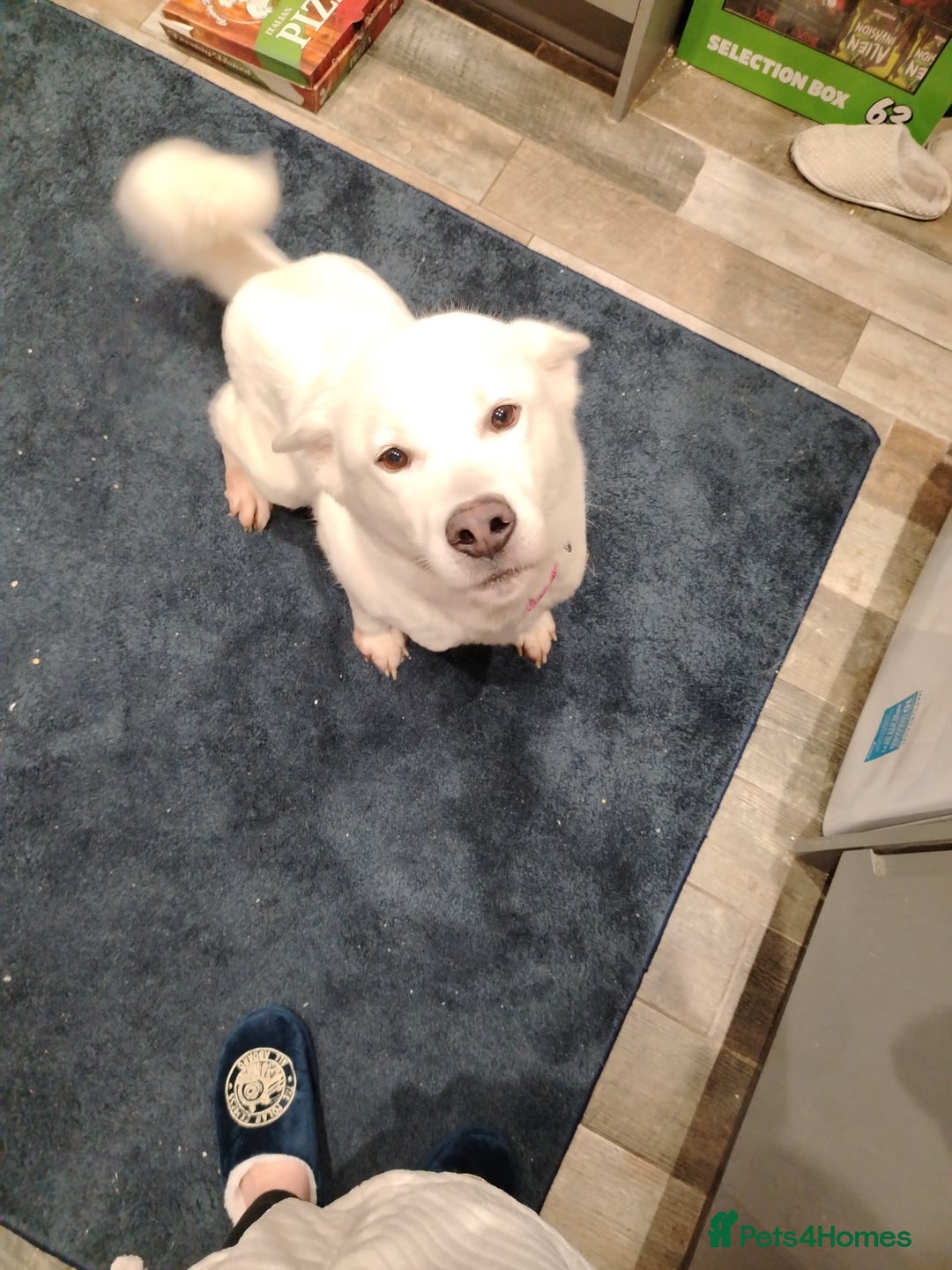 Akita dogs for sale: Female Akita  - Advert 3